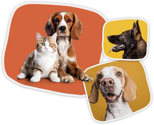 PawZenn Products