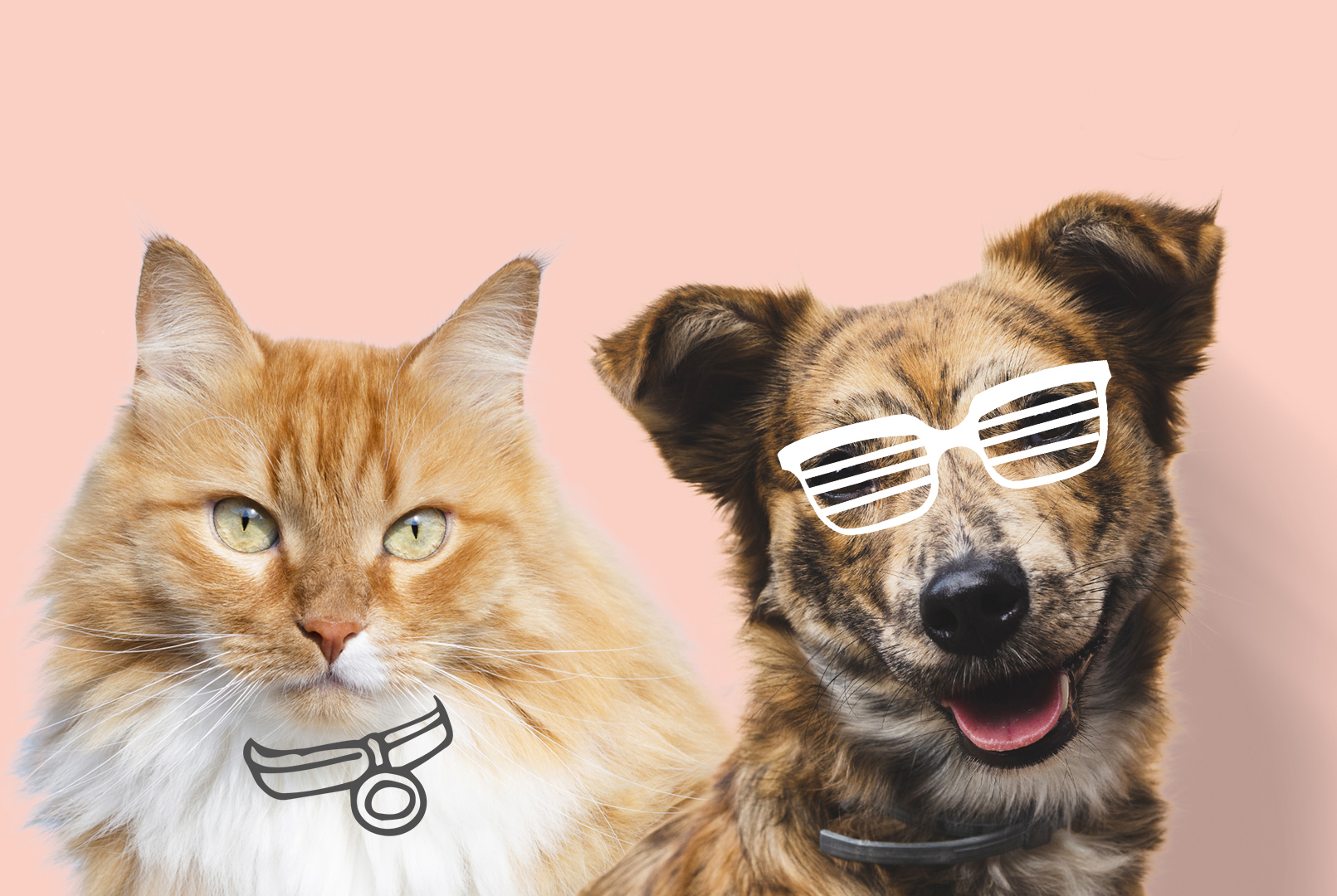 PawZenn Products